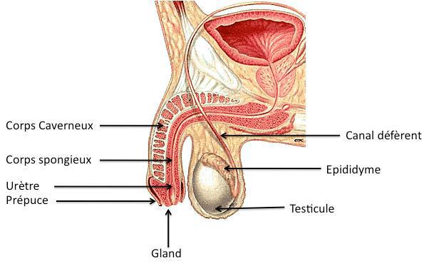 Figure 1 - Anatomie